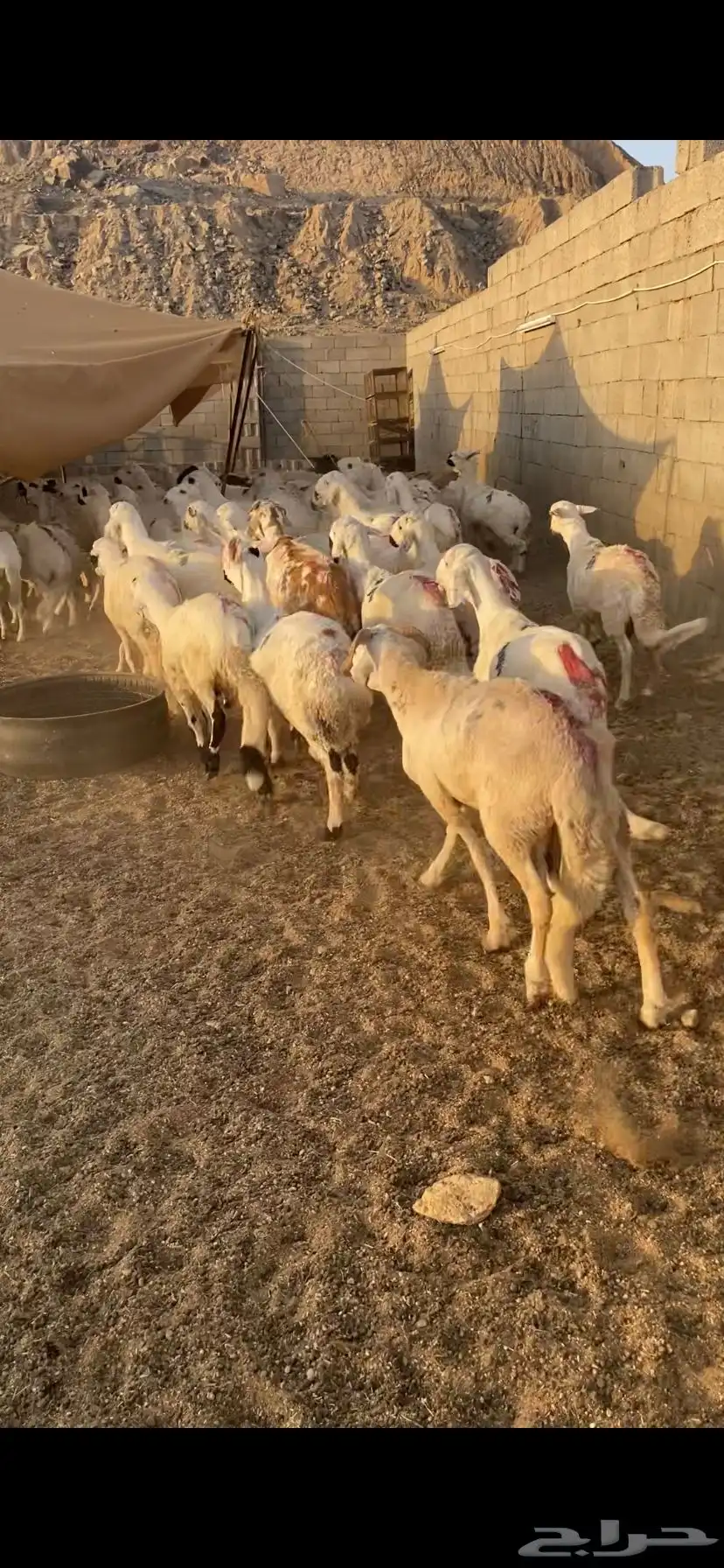 دمازين حق مناسبات مرابي 2