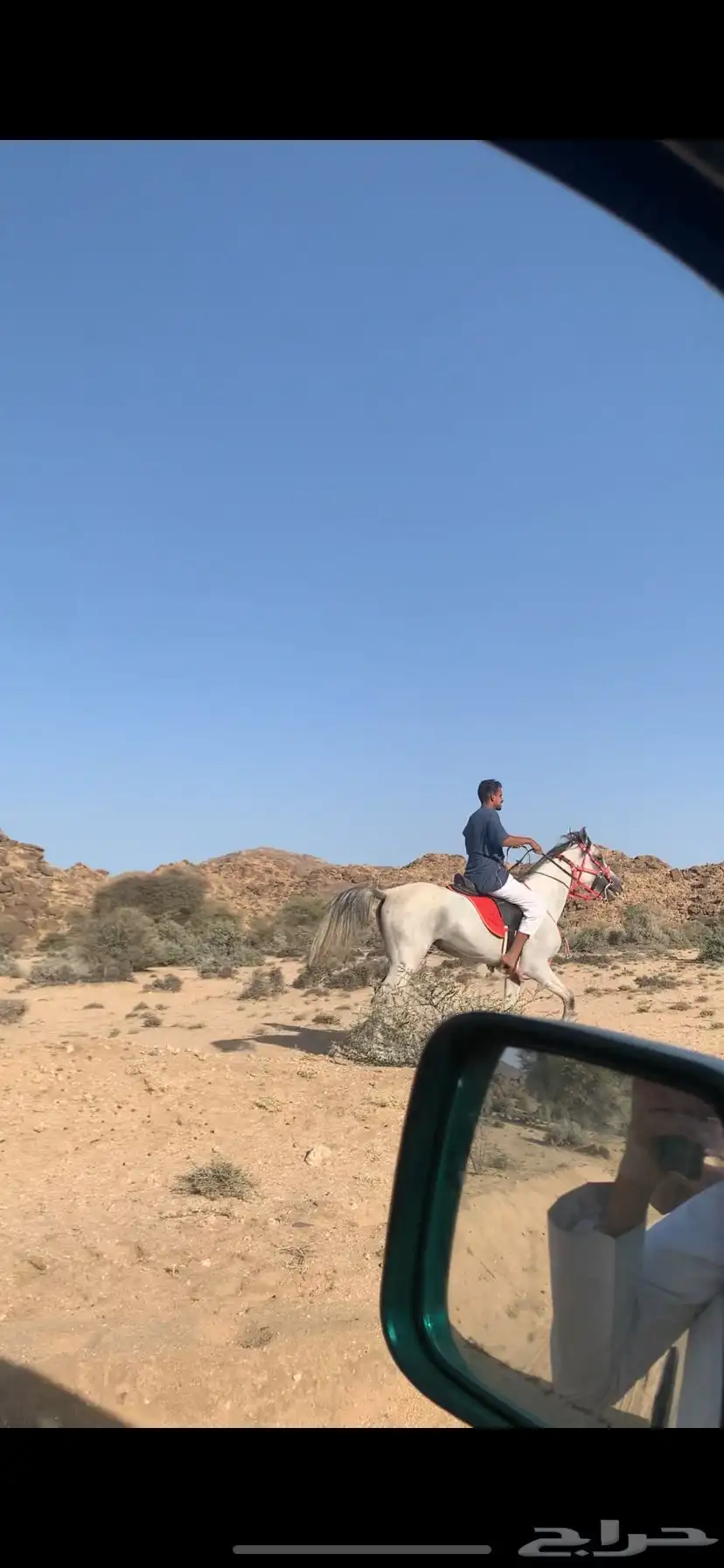 حصان للبيع العمر 4 سنوات 1