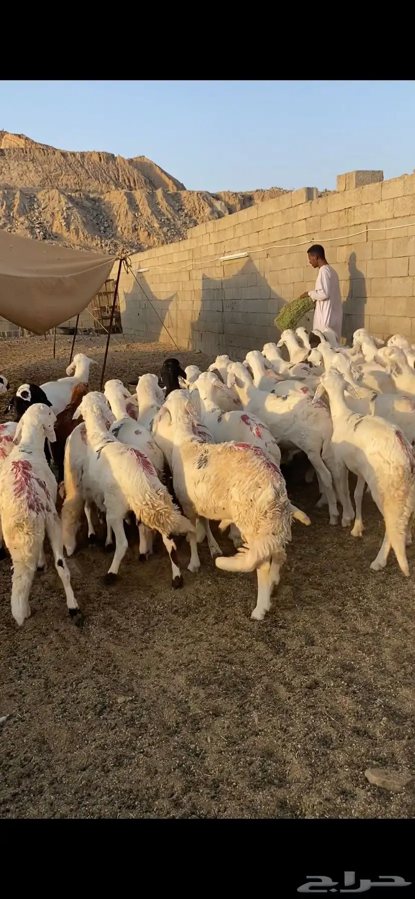 دمازين حق مناسبات مرابي 8
