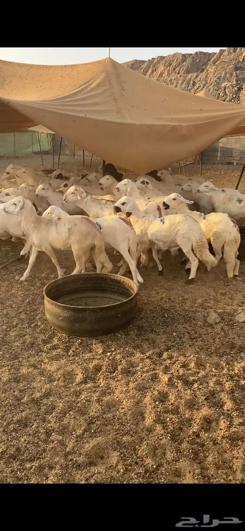 دمازين حق مناسبات مرابي 3