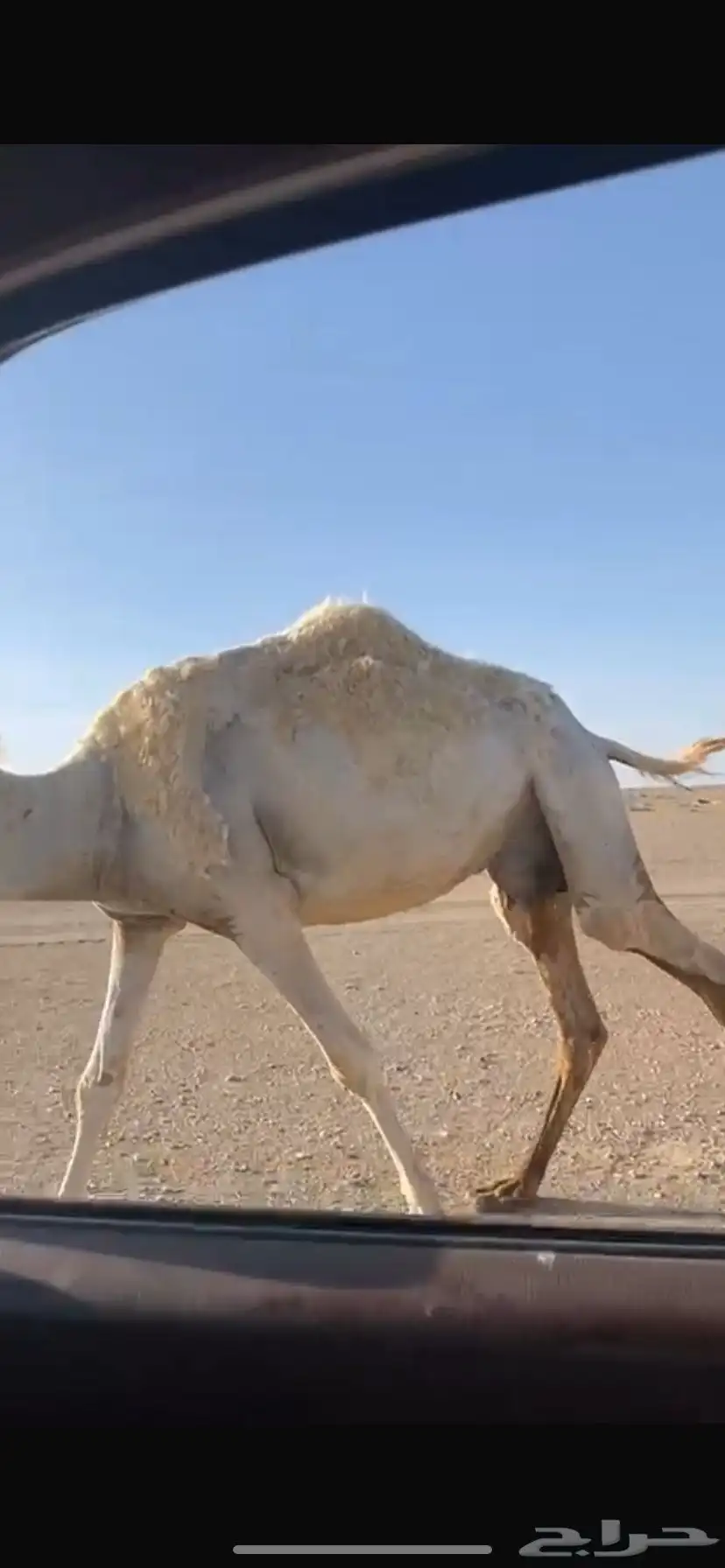 ناقه لقحه. 2