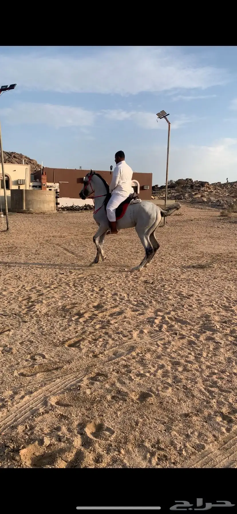 حصان للبيع العمر 4 سنوات 5