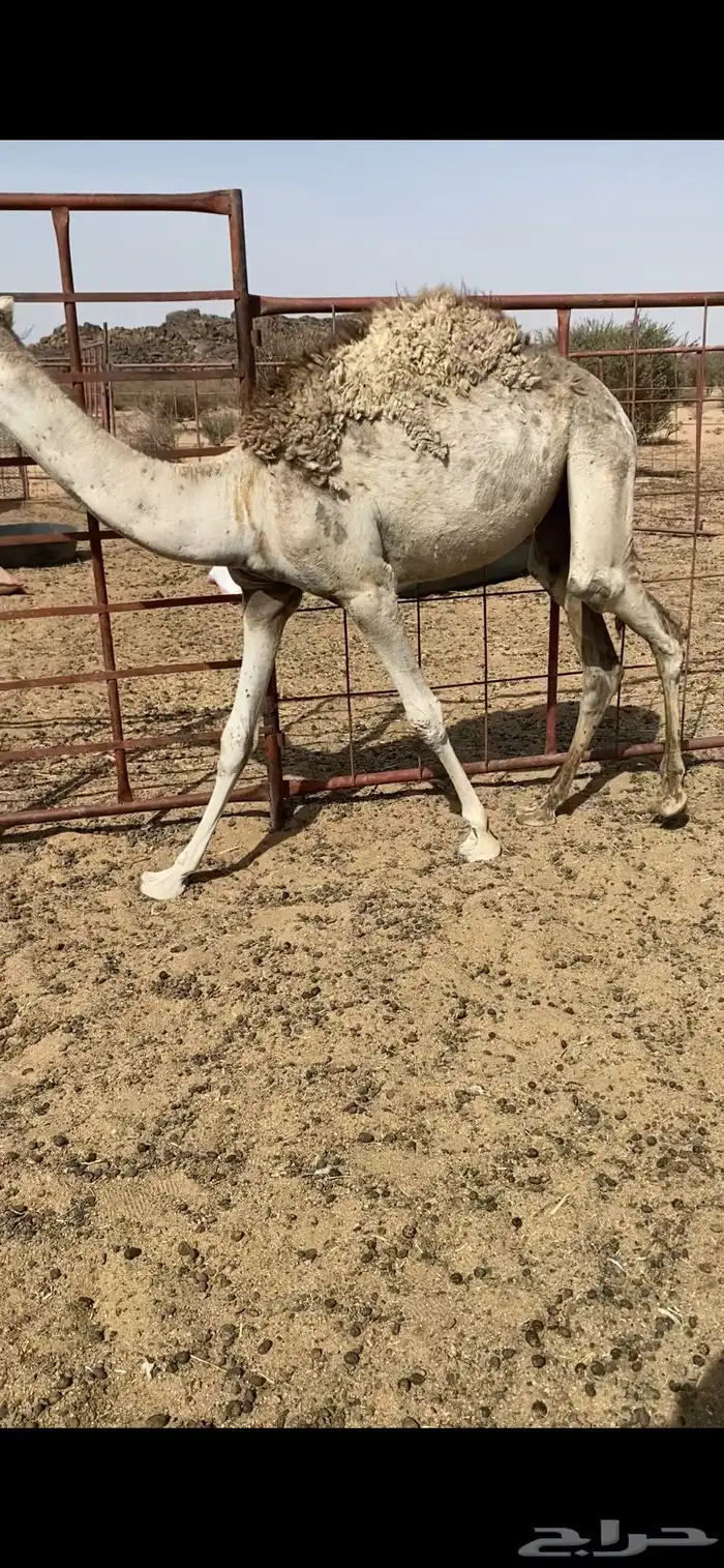 بكره مفروده 0