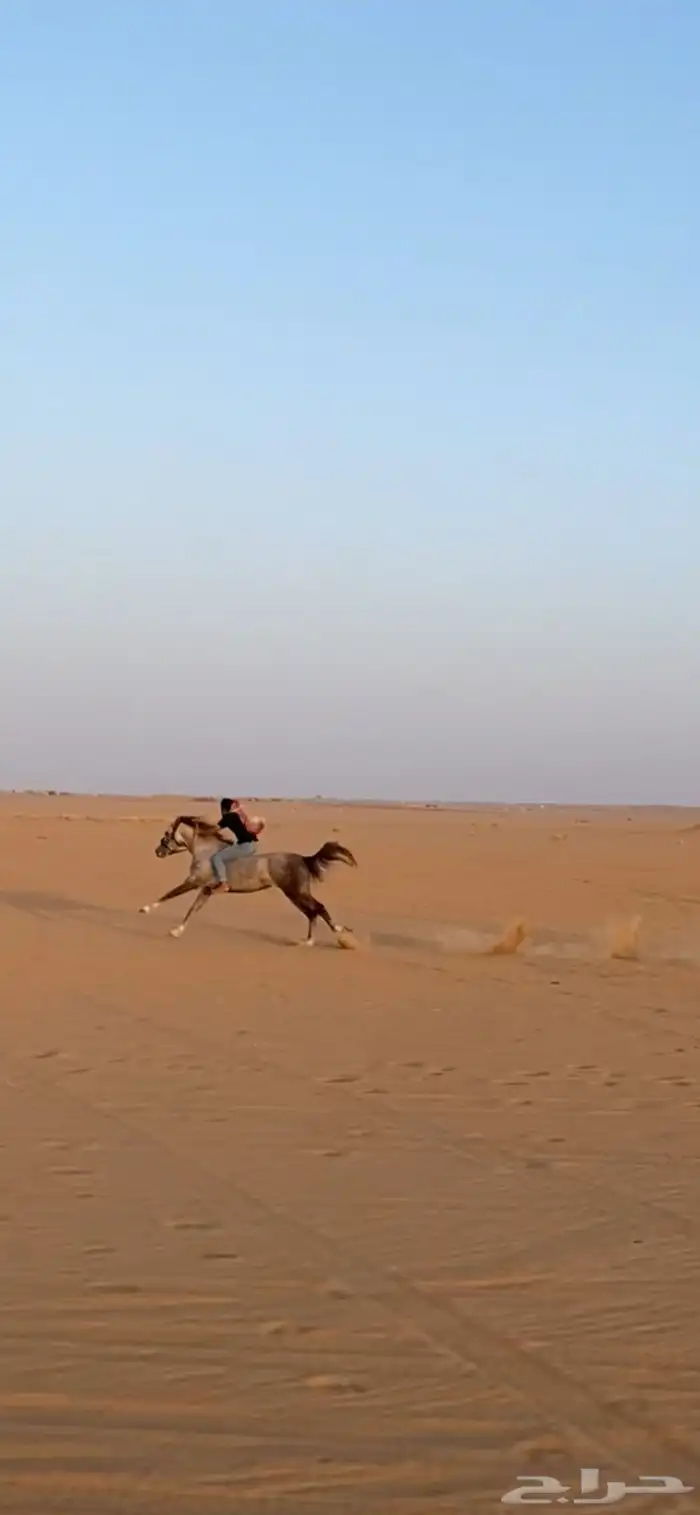 حصان للبيع. 3