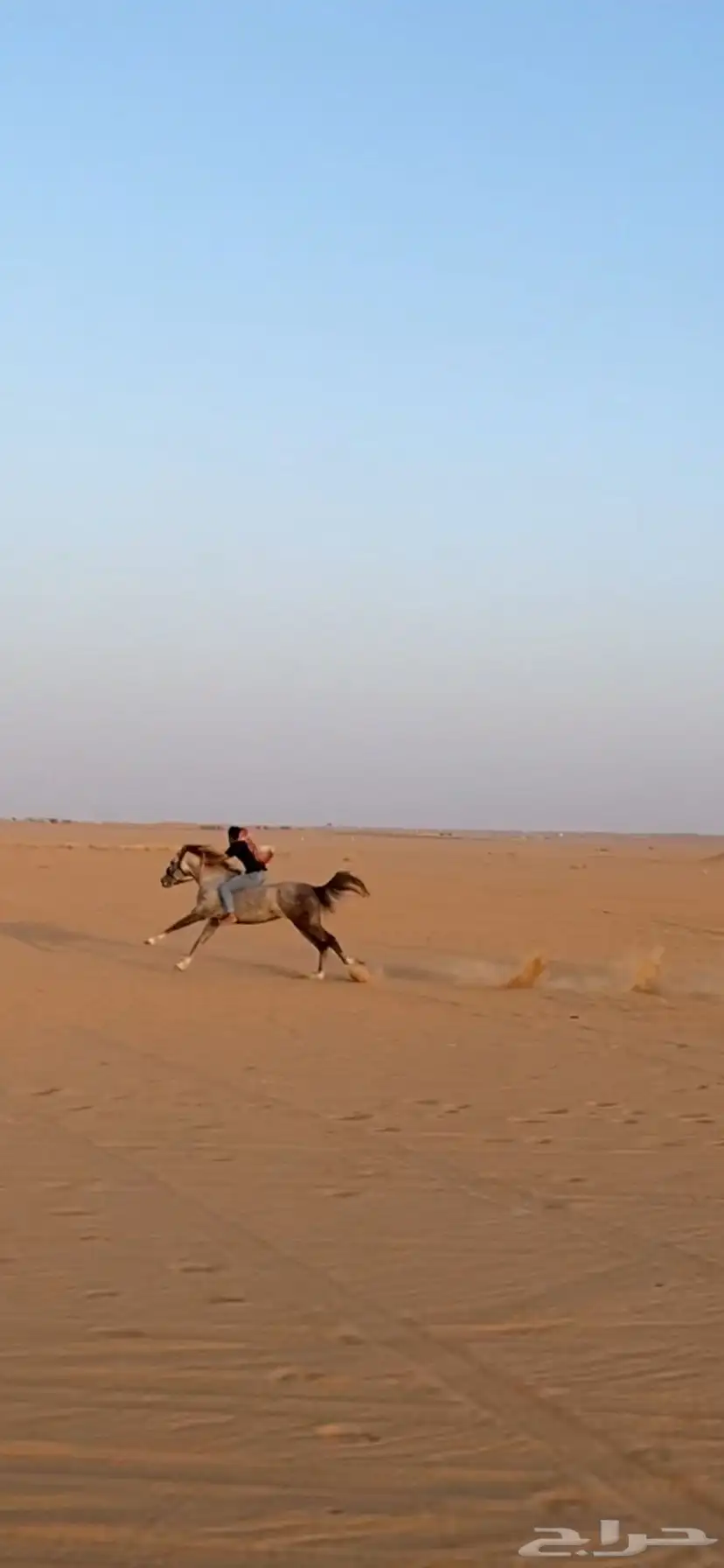 حصان للبيع. 3