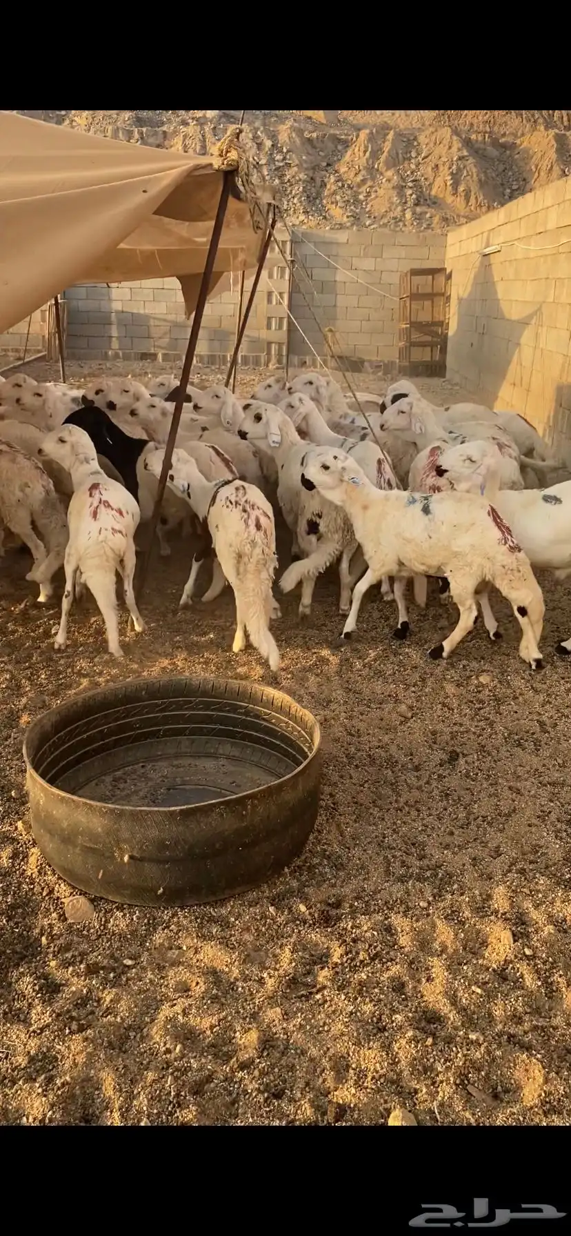 دمازين حق مناسبات مرابي 7