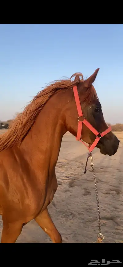 مهرة واهو شي فاخر 0