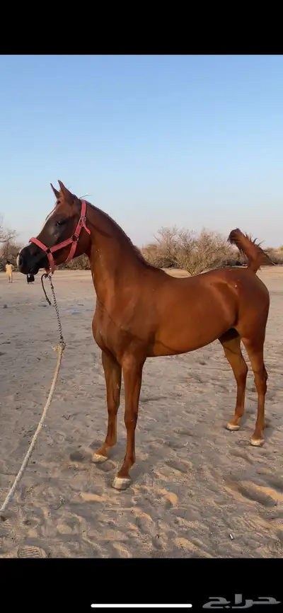 مهرة واهو شي فاخر 3