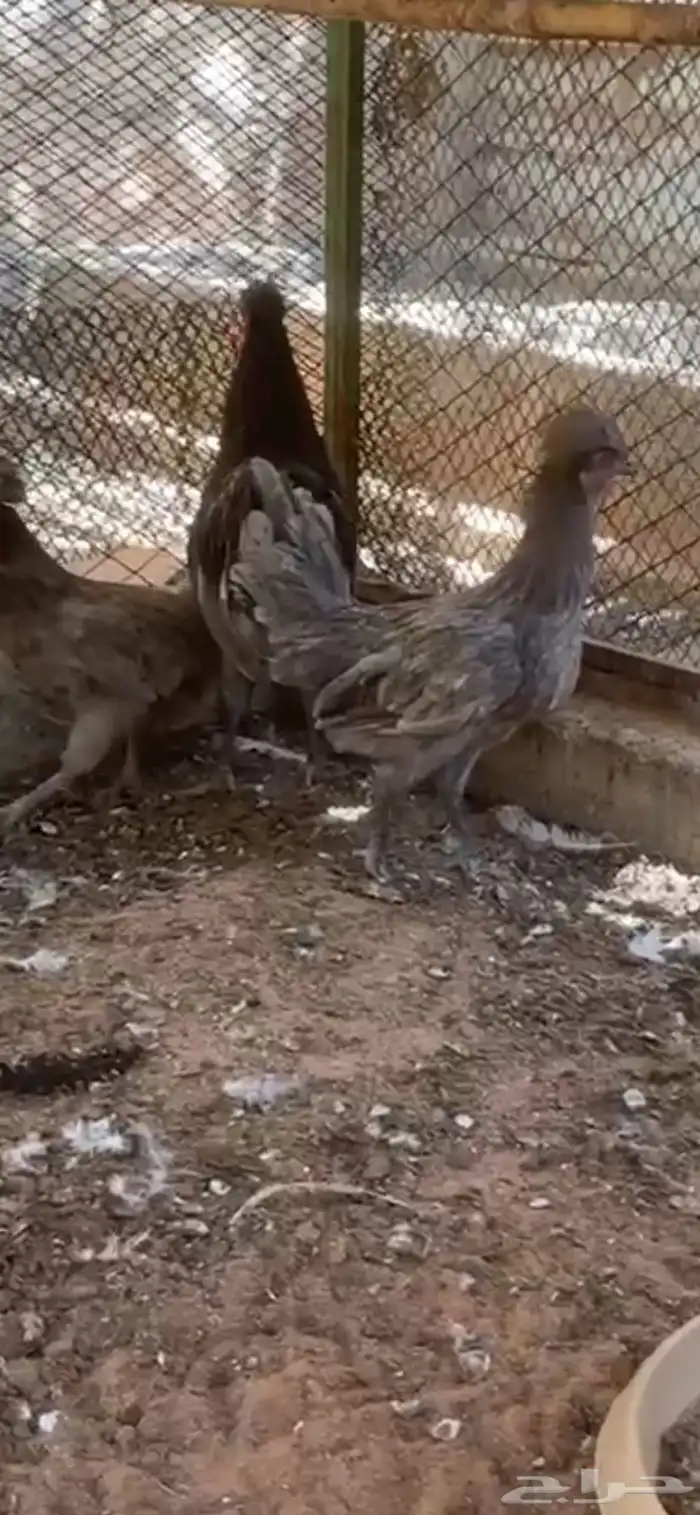 للبيع طقم هجين العدد 3 دجاجتين وديك اللون واضح 0