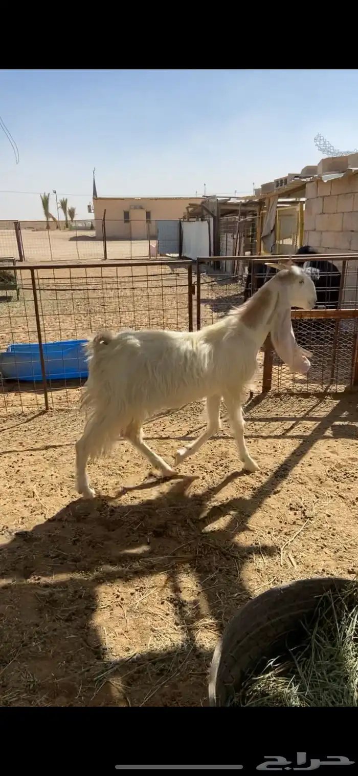معزا مشاريك اشباب 0