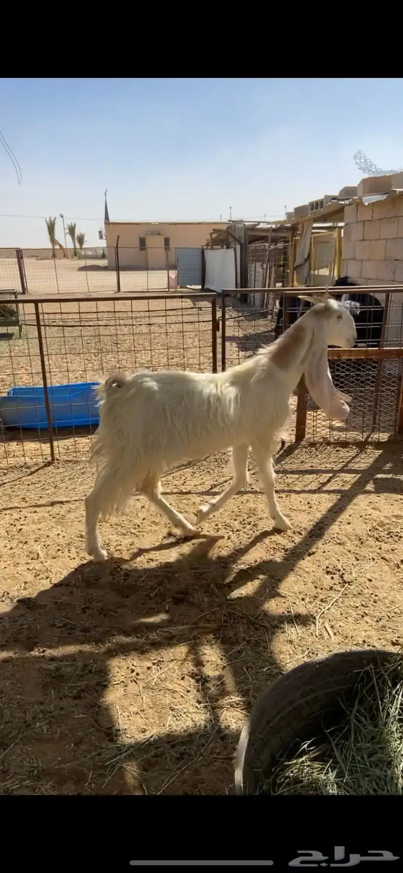 معزا مشاريك اشباب 0