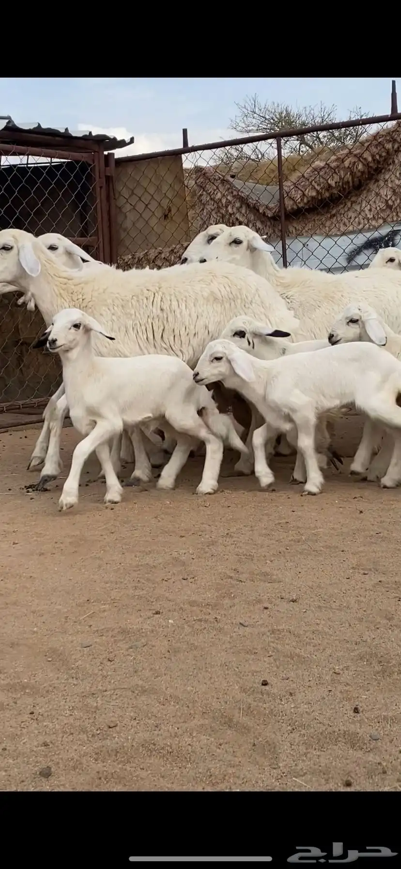 7 من الرخال جذعات صنف الصنف تحتها 7 7