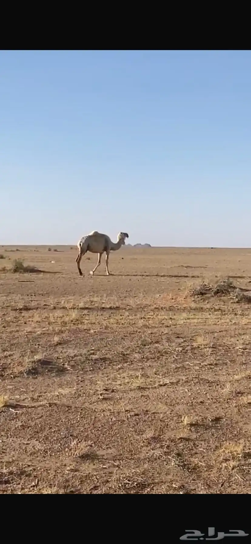ناقه لقحه. 1