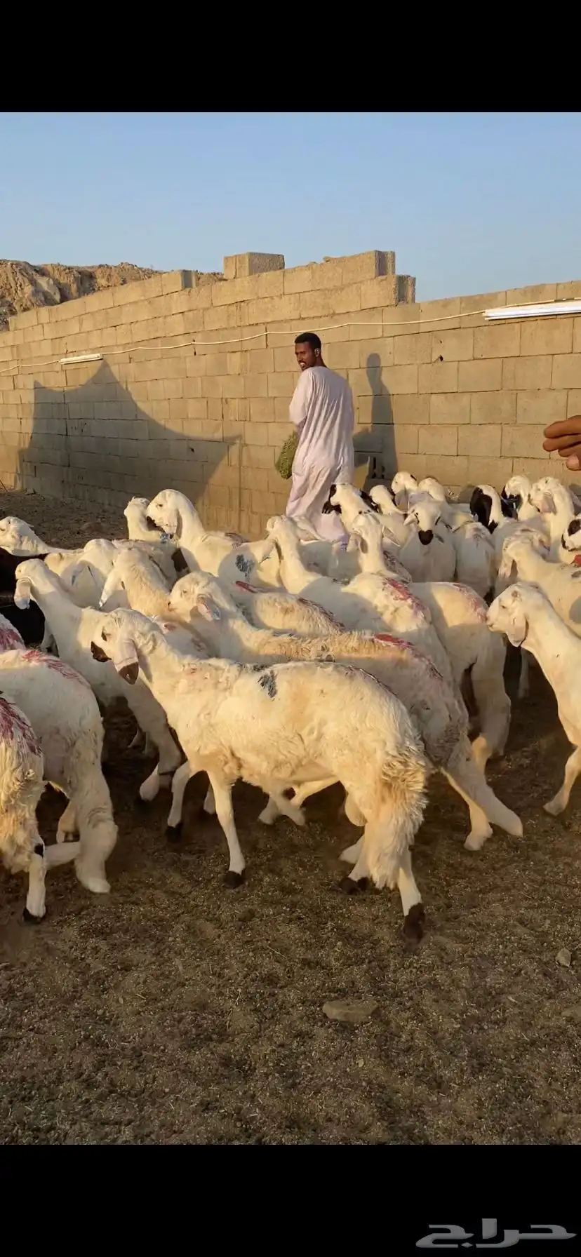 دمازين حق مناسبات مرابي 0