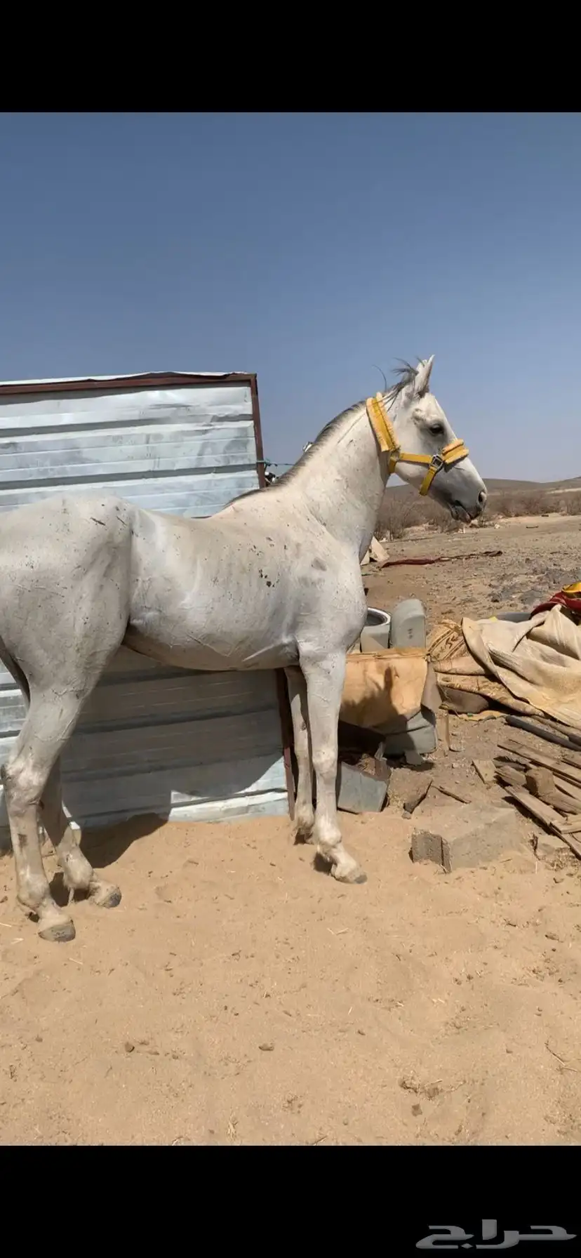 حصان شعبي 1