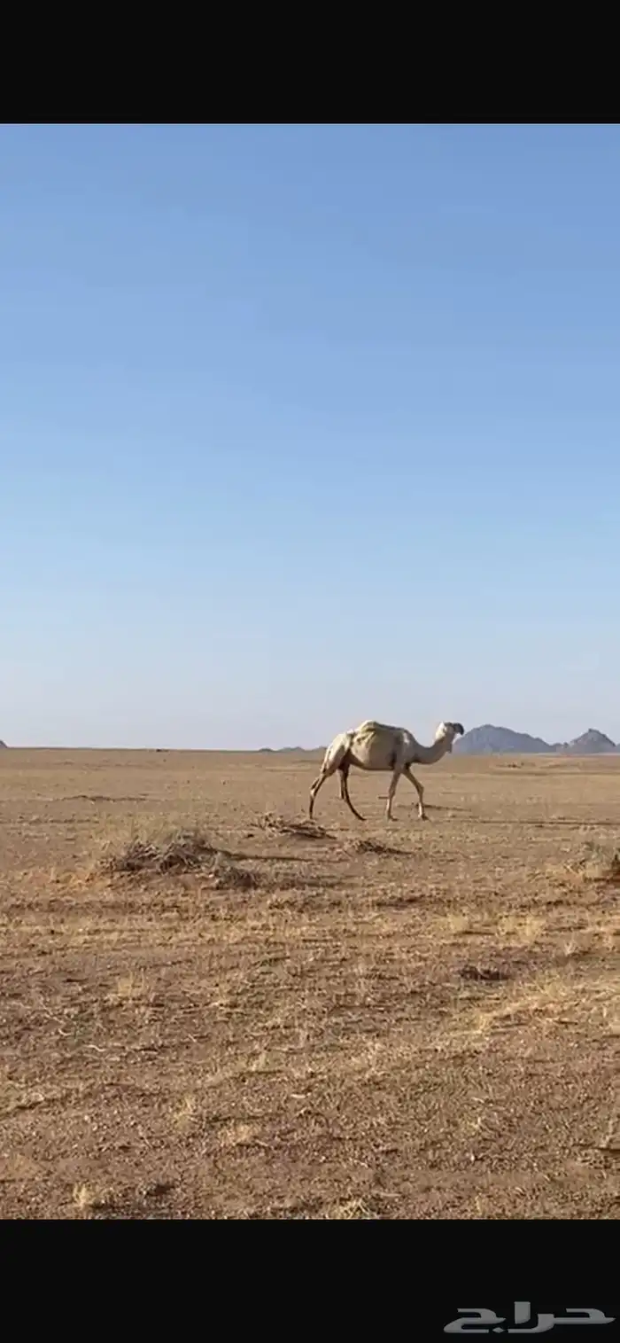 ناقه لقحه. 0