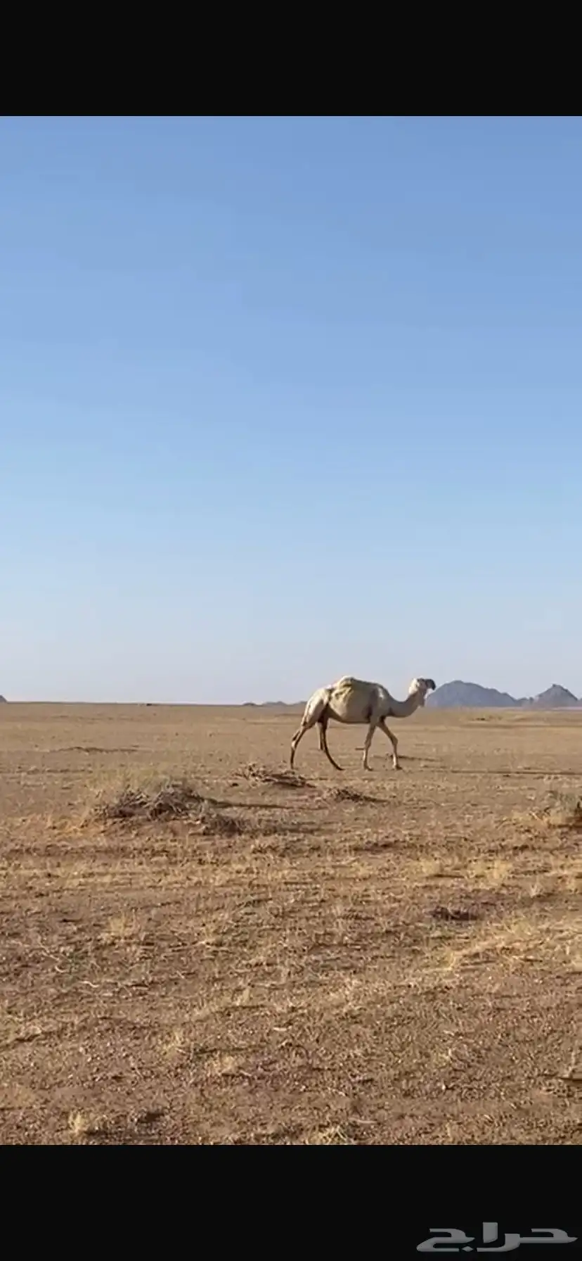 ناقه لقحه. 0