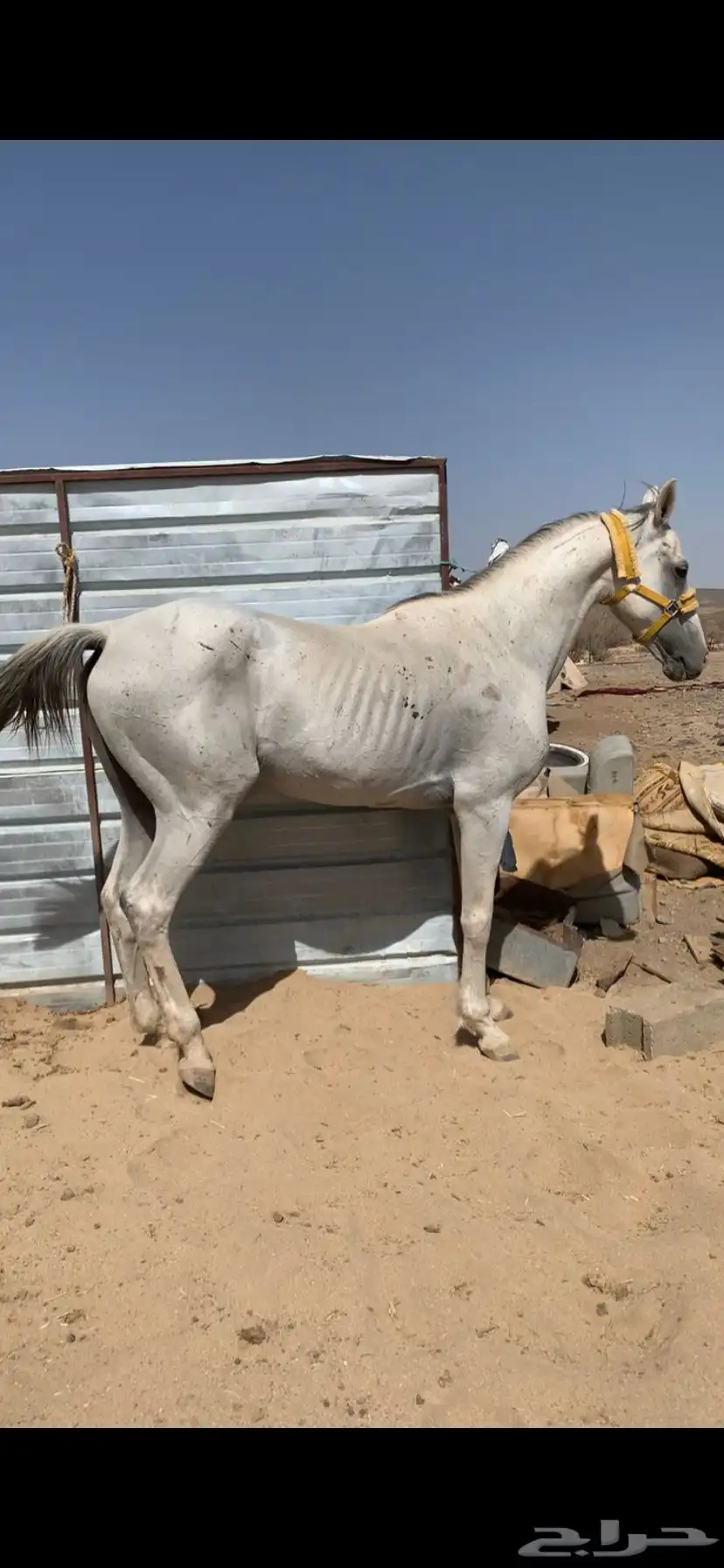 حصان شعبي 2