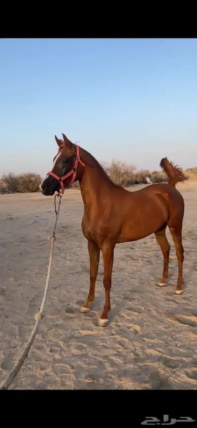 مهرة واهو شي فاخر 1