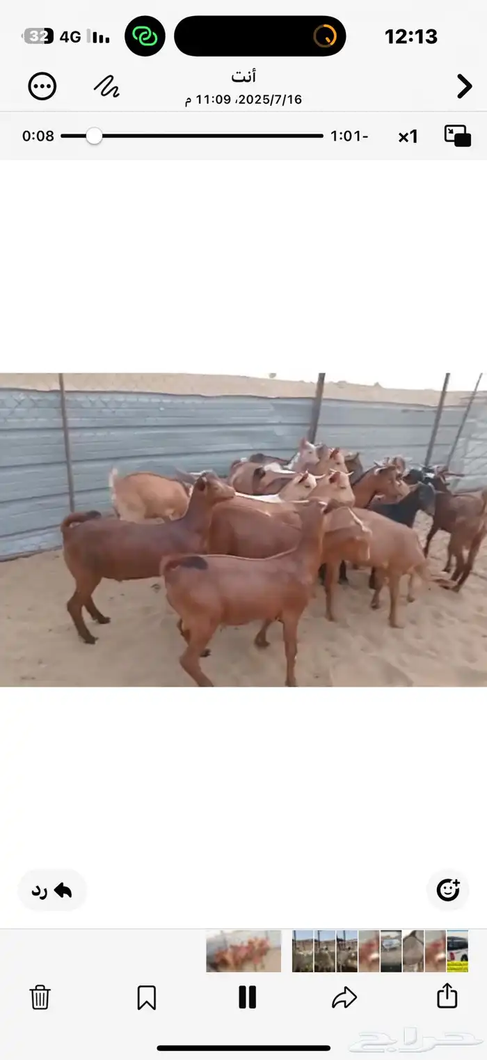 تيوس بلدي 3