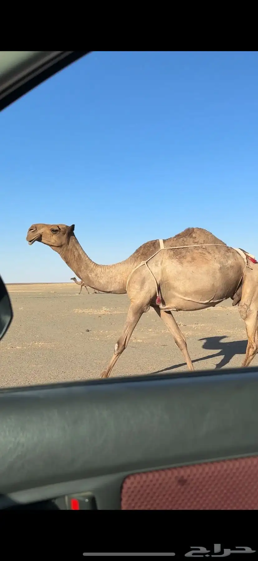 خلفة صفراء كفو 0