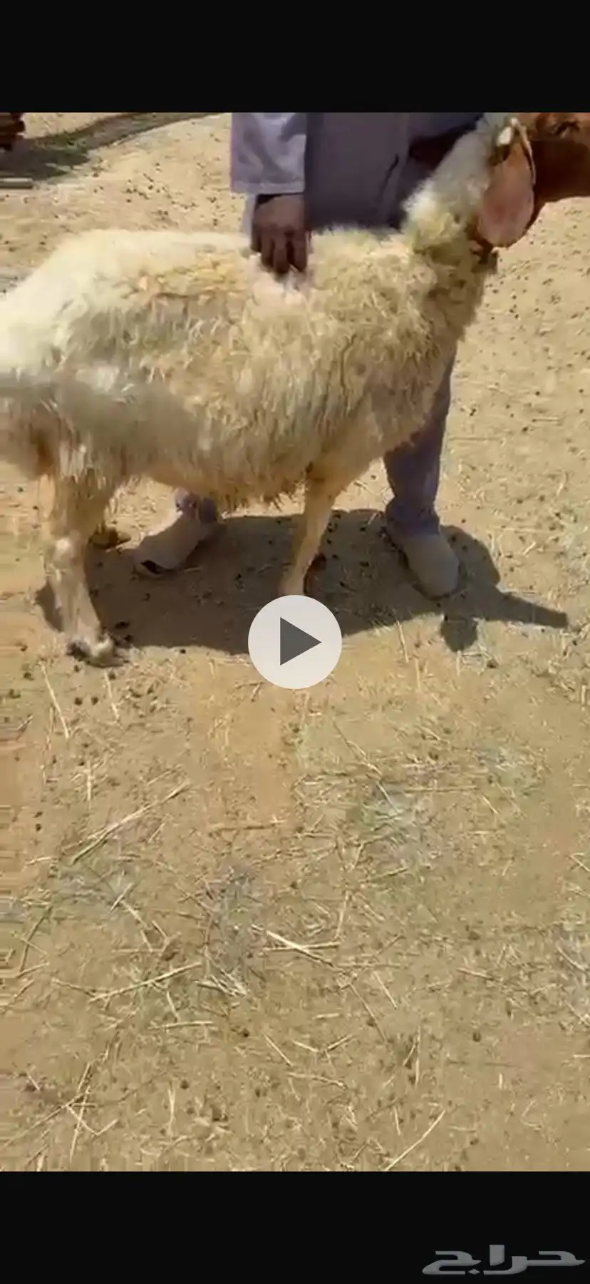 شاه نعيميه دافع 2