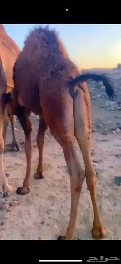 قعود وبكرة ناهية كفو على الحليب والمرعى (تم البيع ) 1