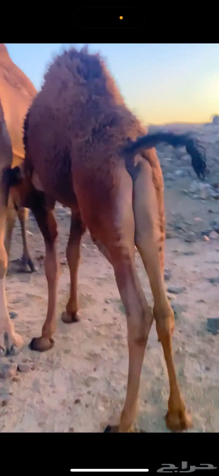 قعود وبكرة ناهية كفو على الحليب والمرعى مبادي ومناسبات 1