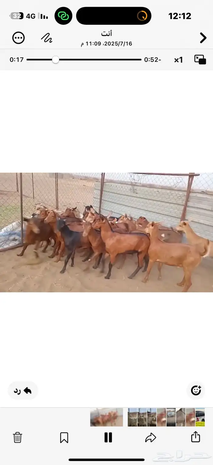 تيوس بلدي 0