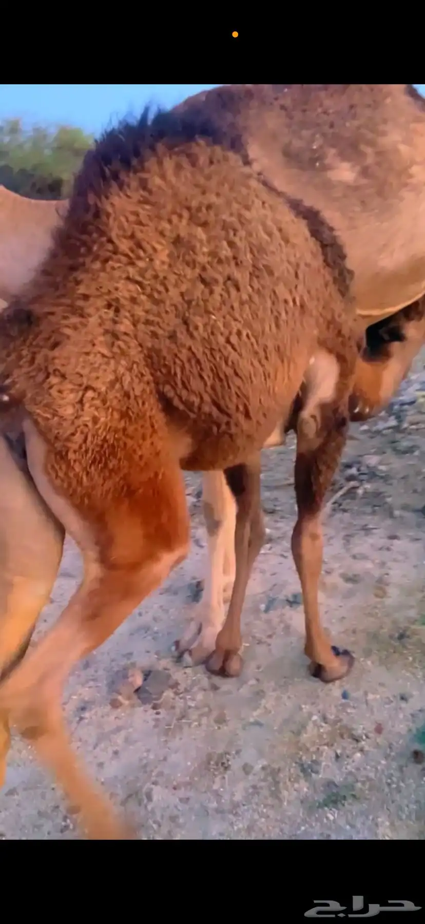 قعود وبكرة ناهية كفو على الحليب والمرعى مبادي ومناسبات 0