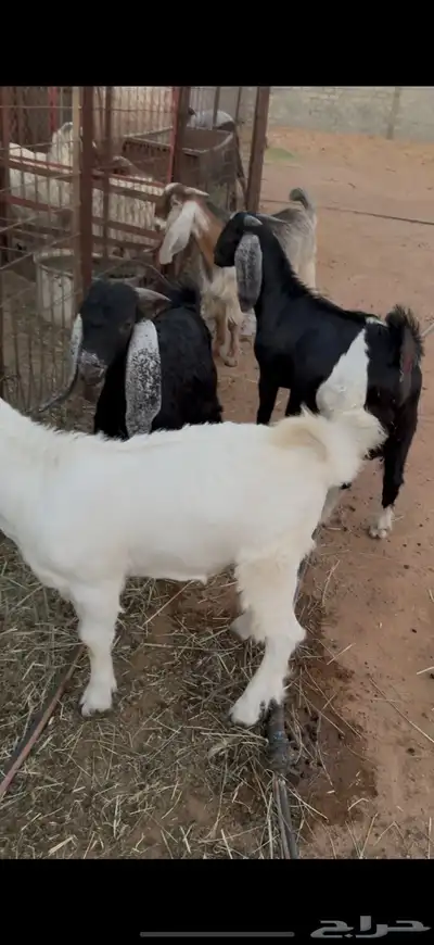 تيوس. تم البيع 4