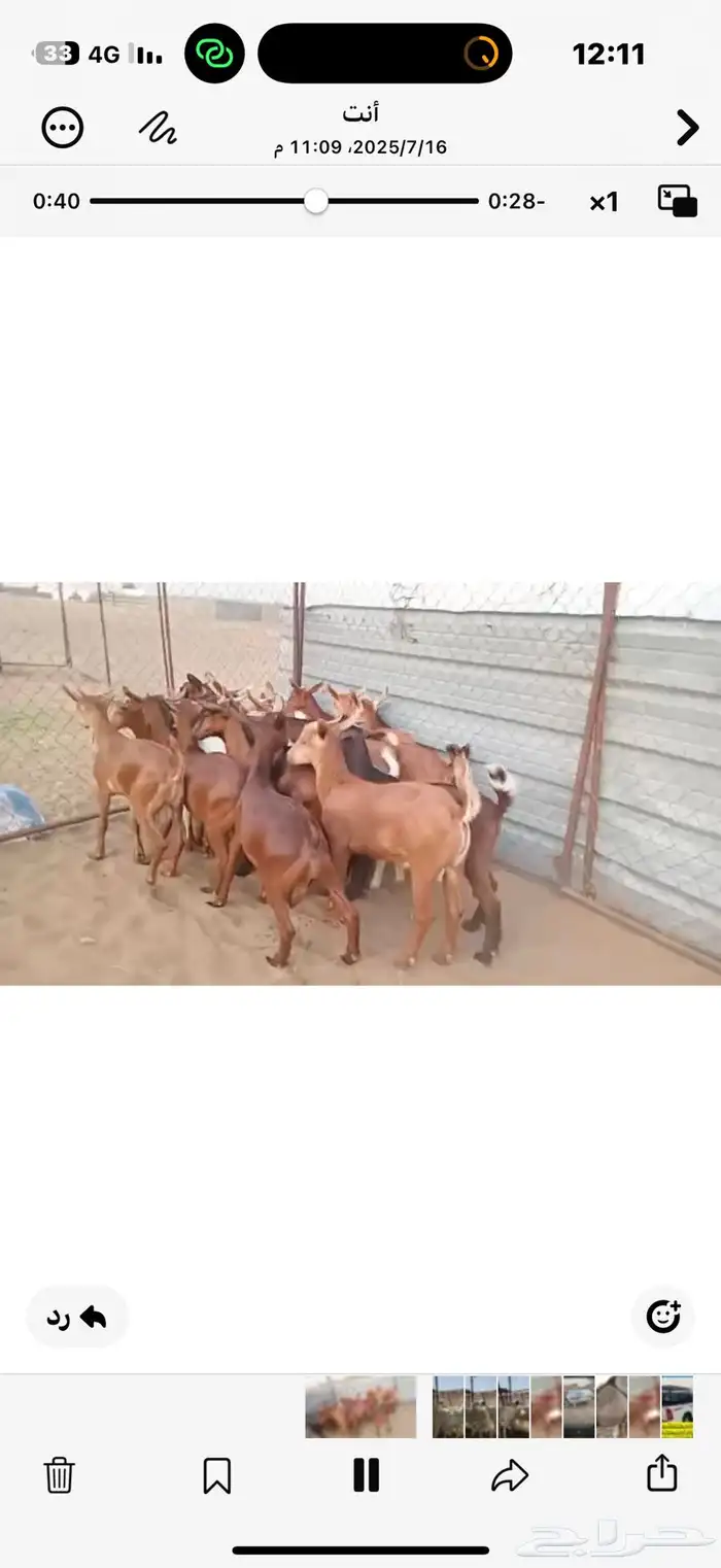 تيوس بلدي 4