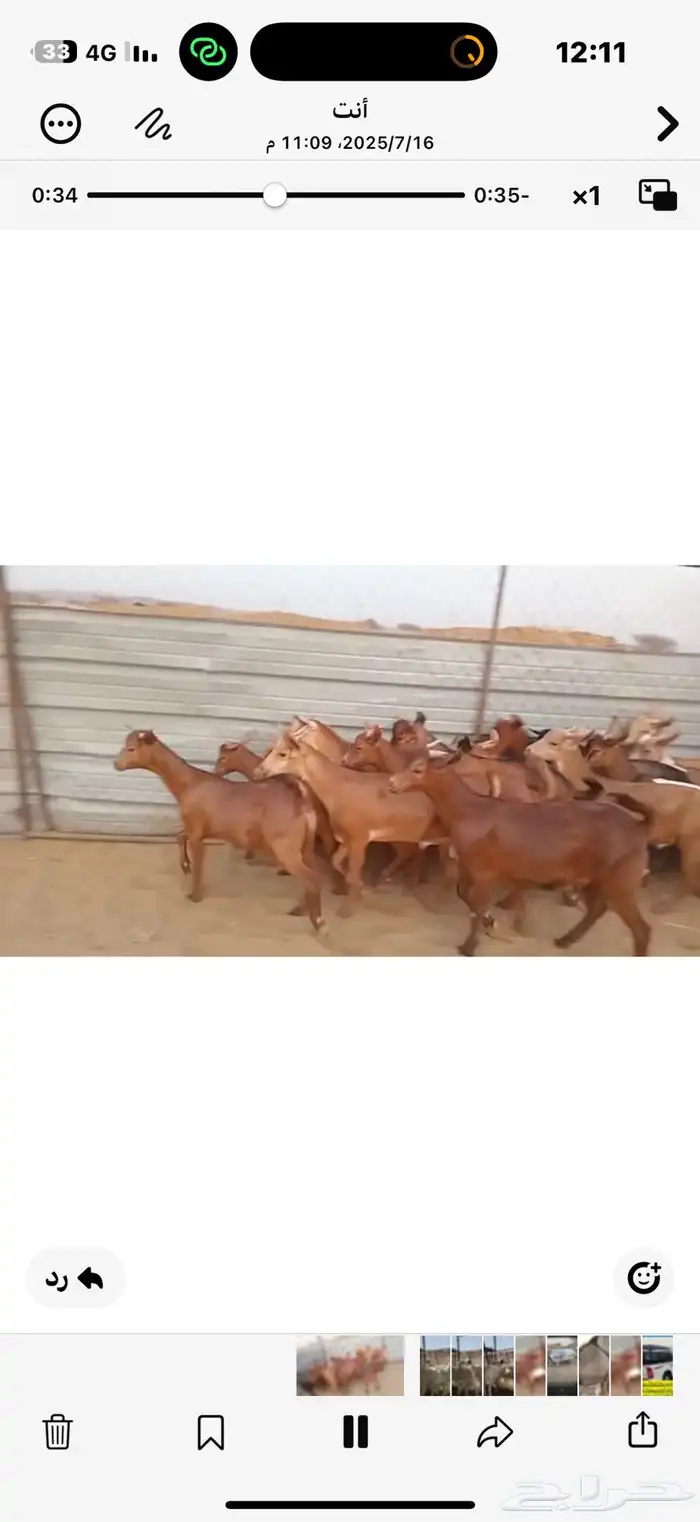 تيوس بلدي 2