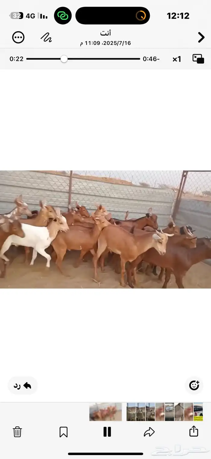 تيوس بلدي 1