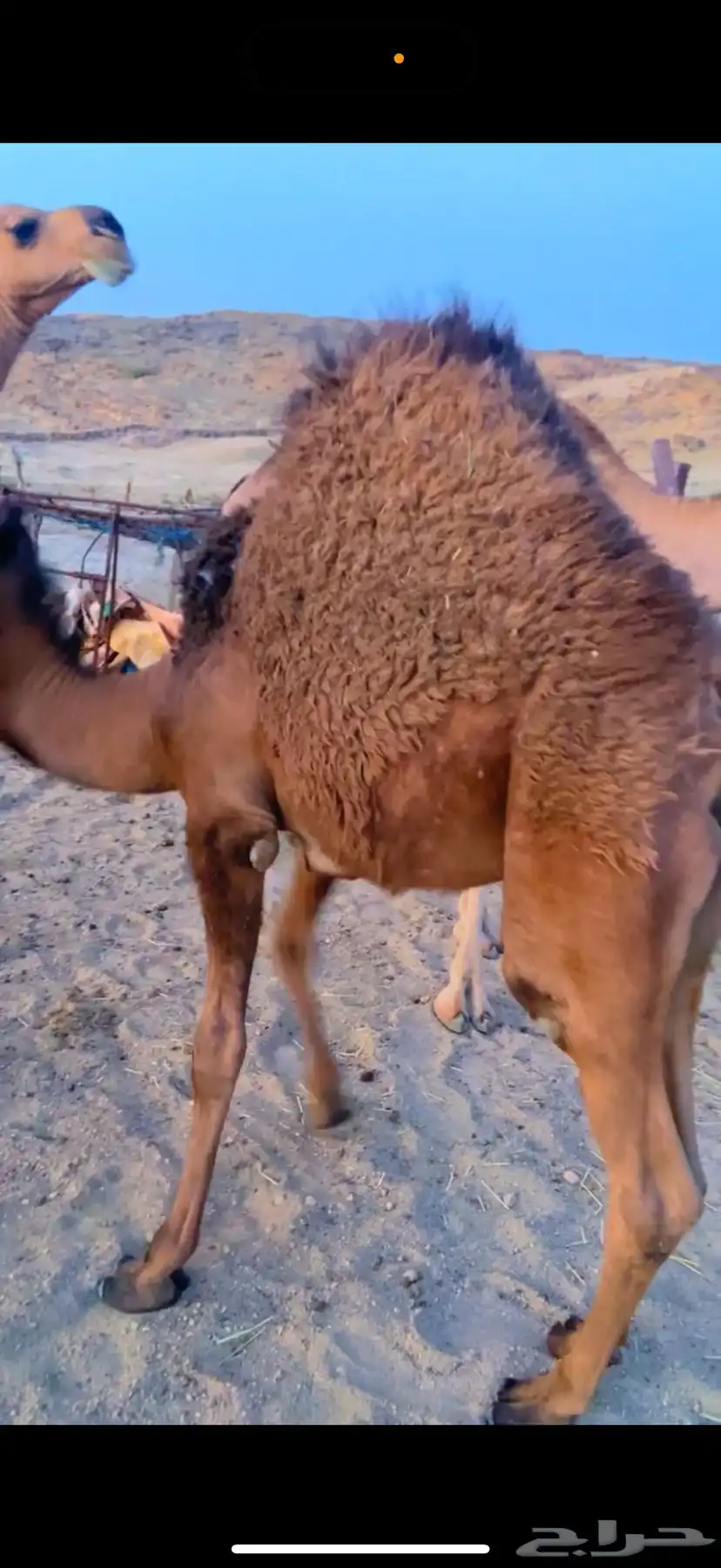 قعود وبكرة ناهية كفو على الحليب والمرعى مبادي ومناسبات 2