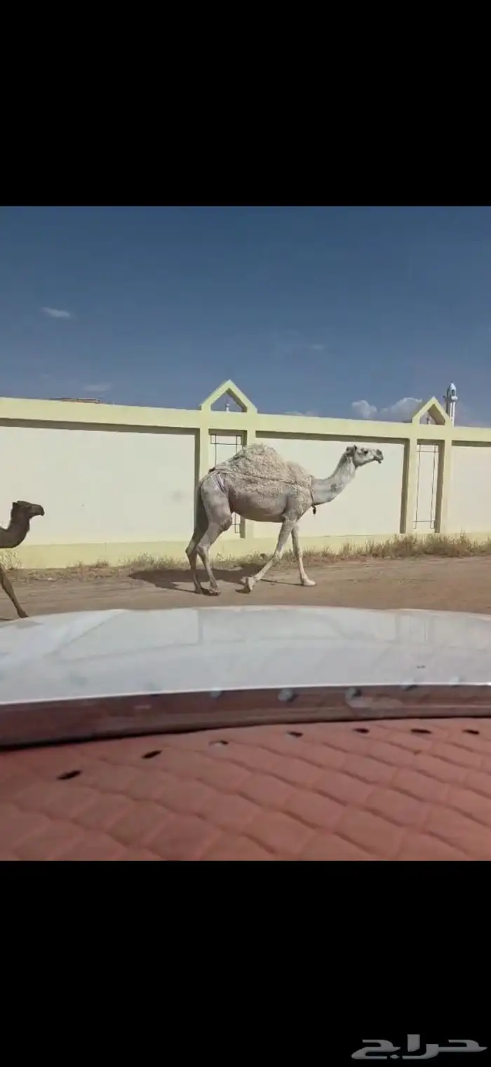 ناقه للبيع 0