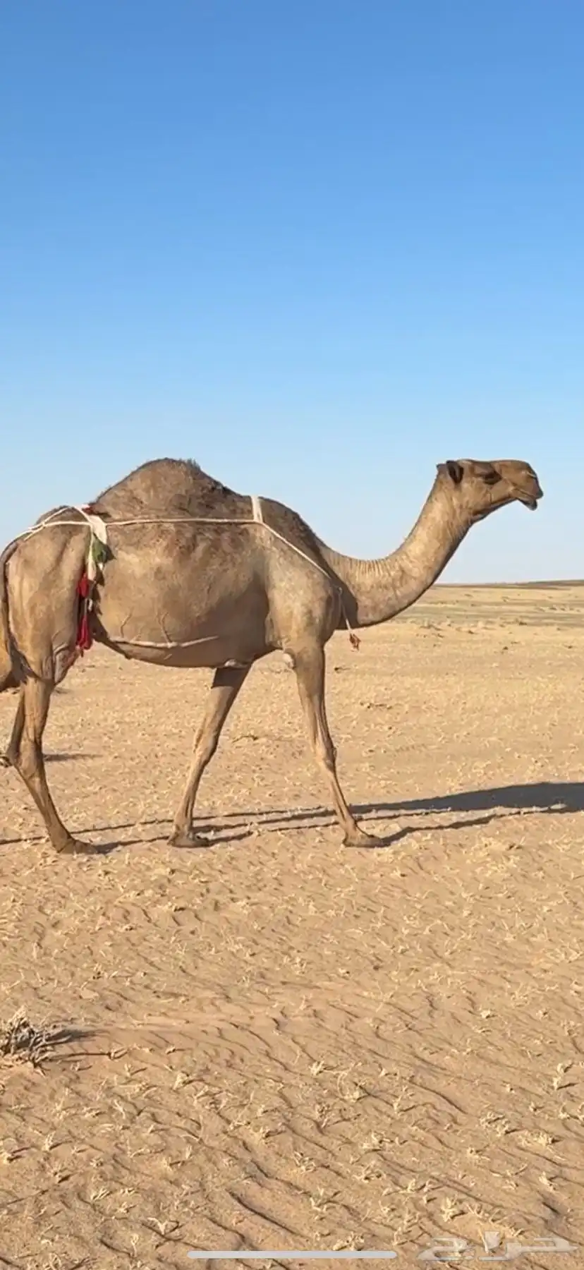 خلفة صفراء كفو 1
