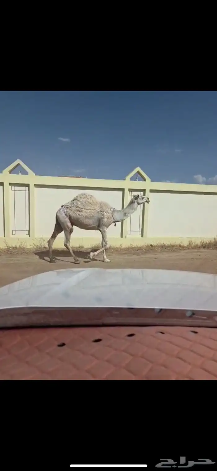 ناقه للبيع 2