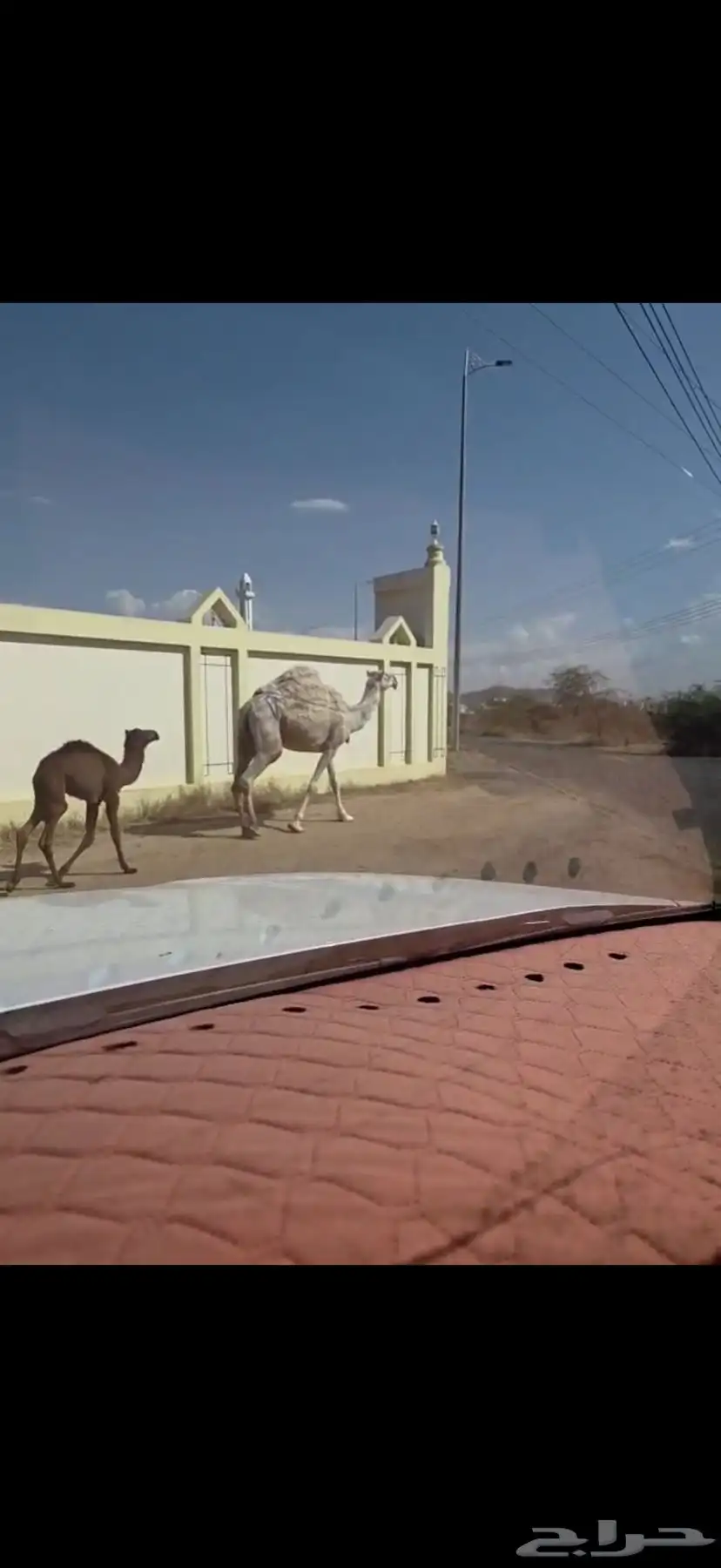 ناقه للبيع 1