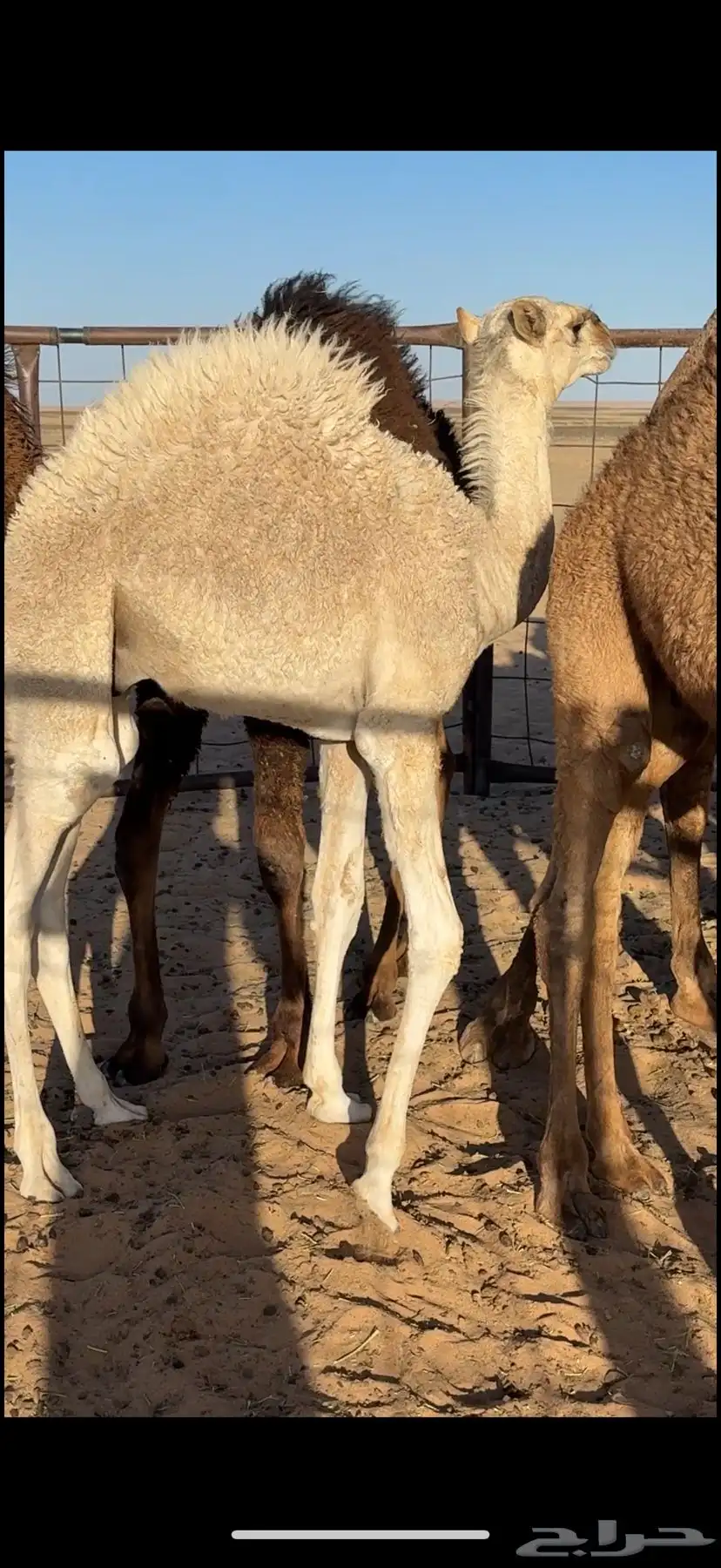 خلفة صفراء كفو 2