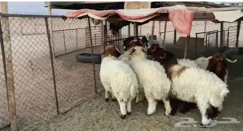 طليان جبره 0