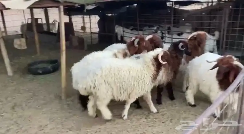طليان جبره 4
