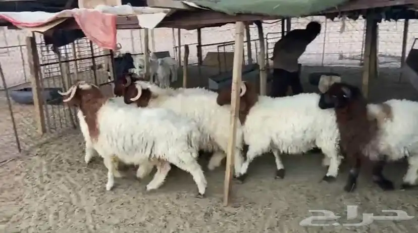 طليان جبره 3