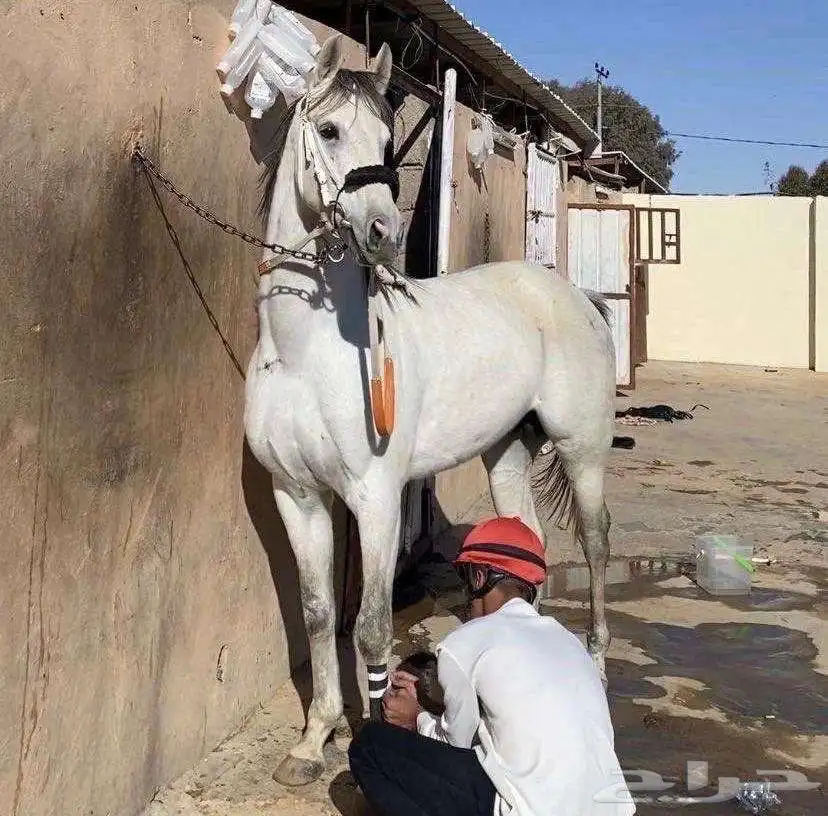 حصان شعبي 5