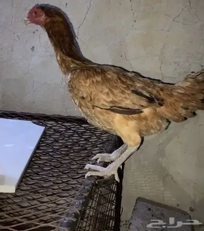 دجاجه باكستانيه اصيل 0