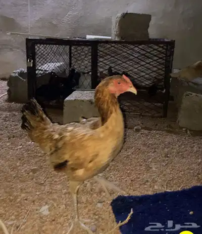 دجاجه باكستانيه اصيل 1