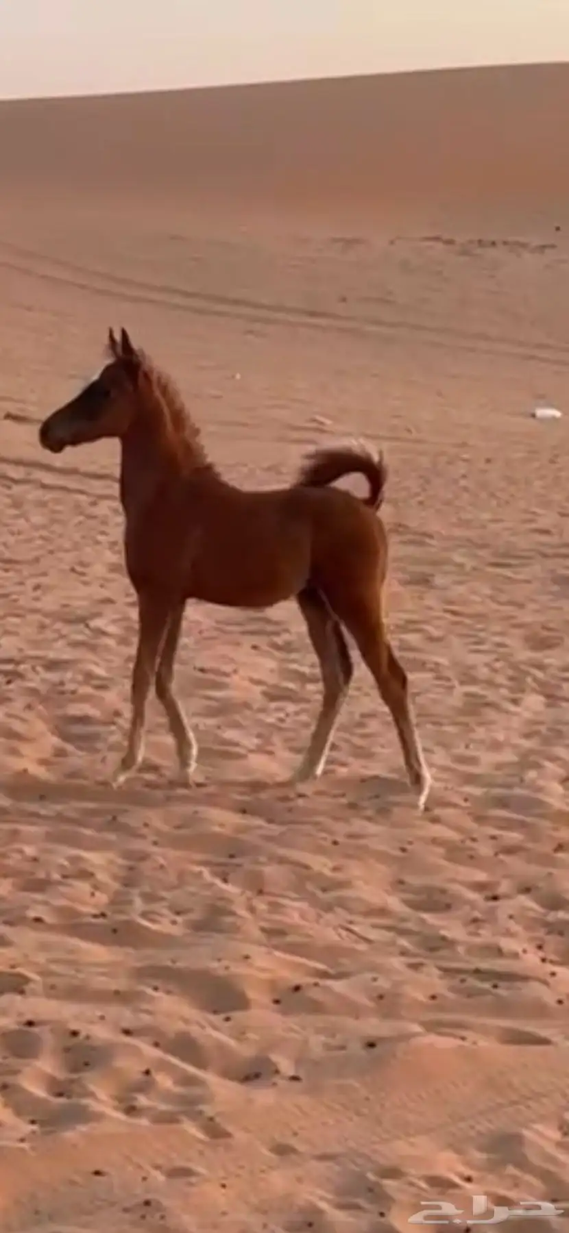 البيع حصان عمره 3 شهور 4