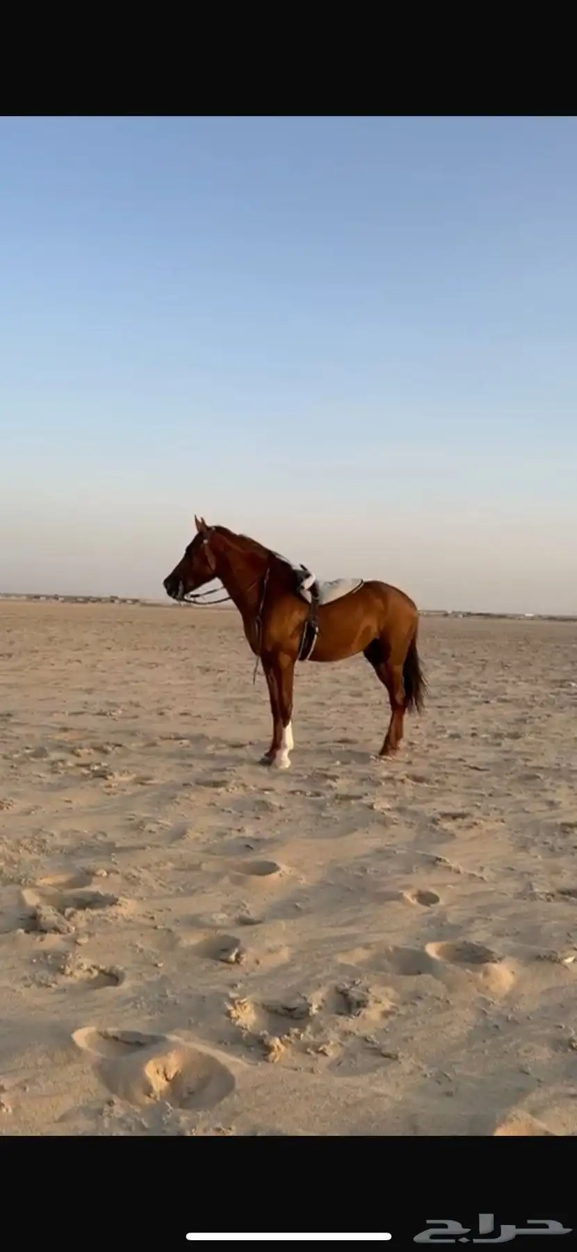 حصان شعبي جزيري من الجبرين 2