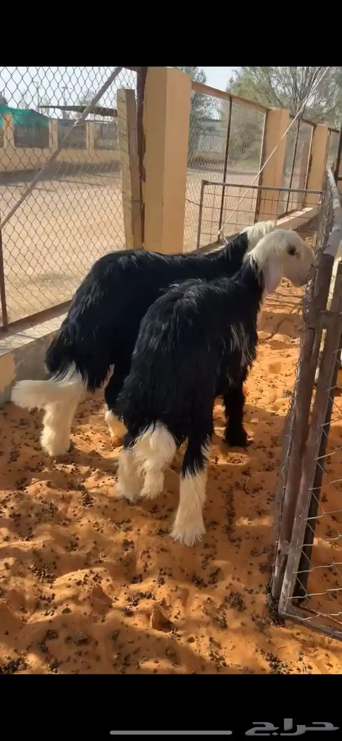 طليان نجد 1
