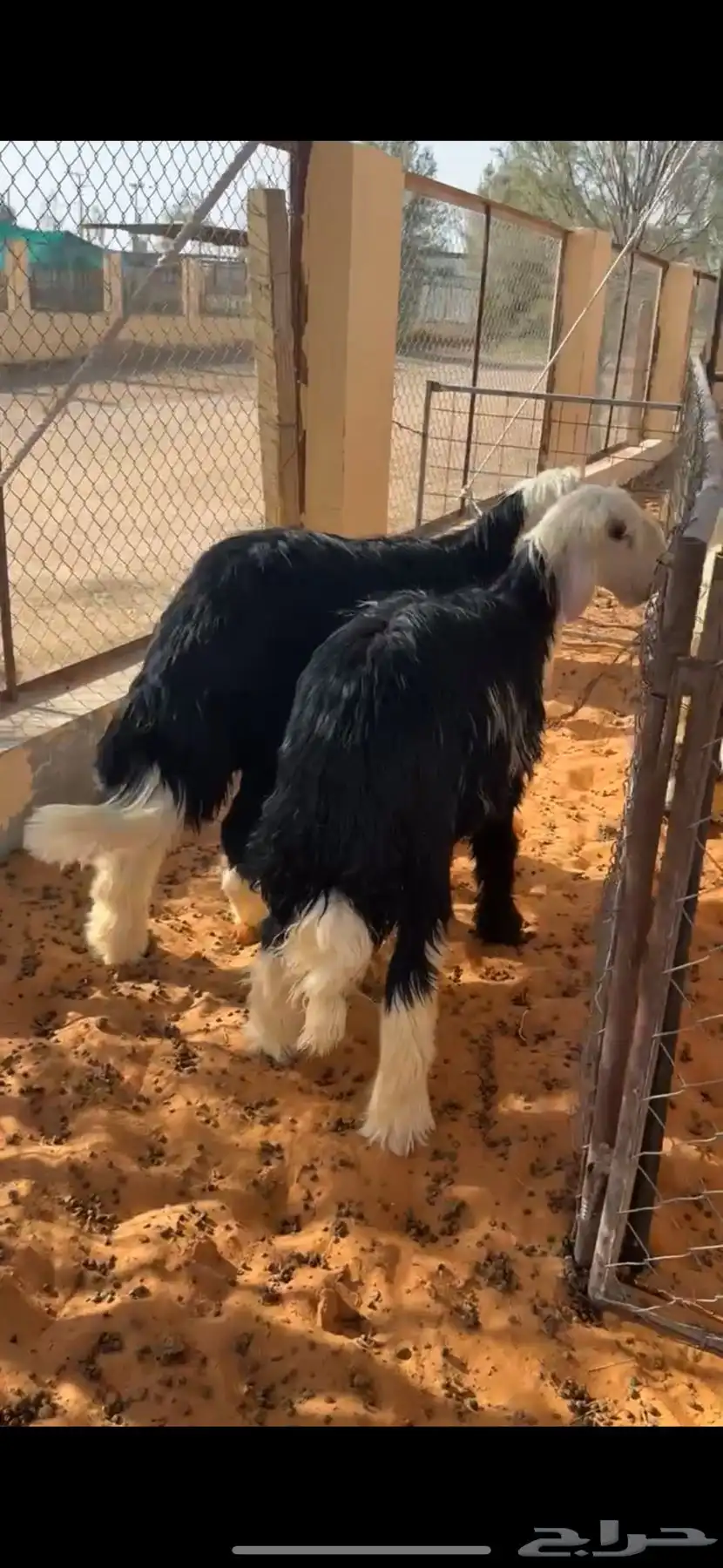طليان نجد 1